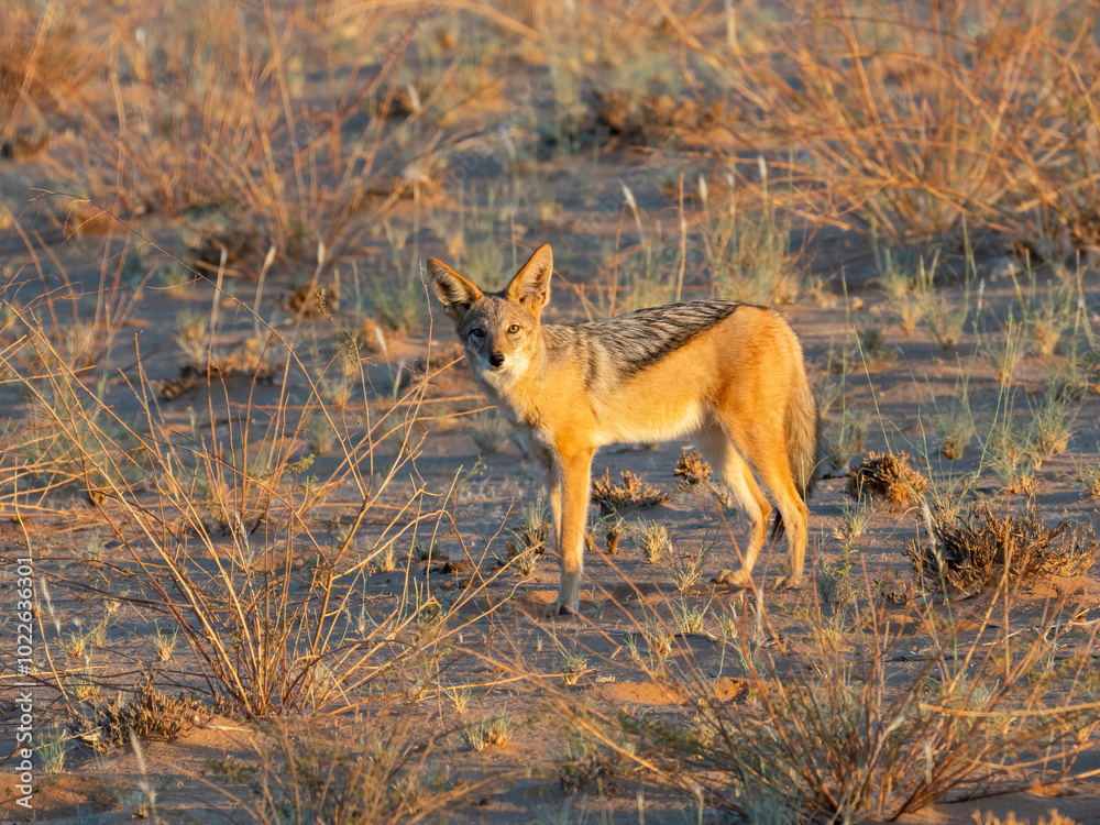 Fototapeta premium Schabrackenschakal (Lupulella mesomelas