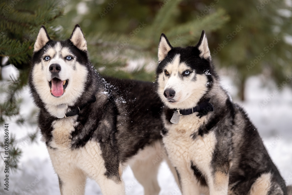 Women walk their husky dogs in the park in winter. Women walk their husky dogs in the park in winter.