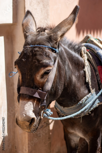 close up of a working donkey head with halter and bridle against a sandstone wall photo