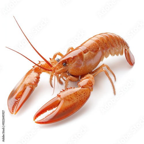 Scampi Isolated