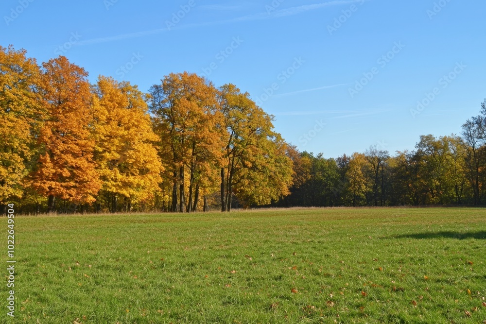 Vibrant autumn landscape with colorful trees under a clear blue sky in the countryside Vibrant autumn landscape with colorful trees under a clear blue sky in the countryside