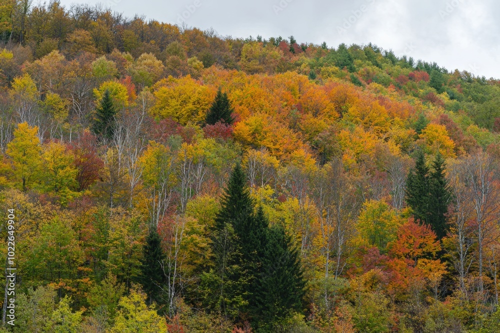 Autumn colors drape a hillside, as leaves turn vibrant near a quiet valley