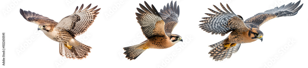 Fototapeta premium Falcon diving at high speed, isolated on transparent background