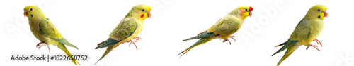 Small parakeet perched on a finger, isolated on transparent background