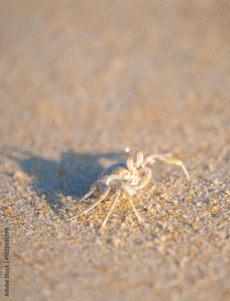 A crab on the beach is running on the white sand. Exotic animals in the resorts of tropical islands. The concept of a beach holiday in the tropics. A crab on the beach is running on the white sand. Exotic animals in the resorts of tropical islands. The concept of a beach holiday in the tropics.