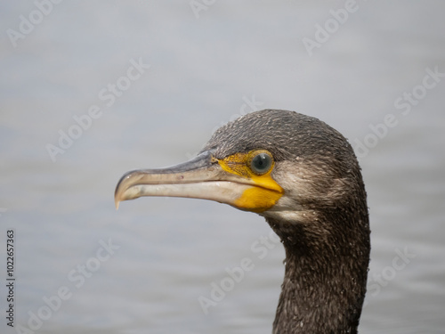 Kormoran (Phalacrocorax carbo)