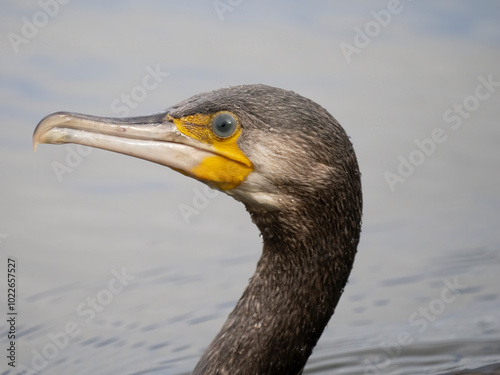 Kormoran (Phalacrocorax carbo)