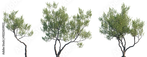 Olea europaea (Сommon olive, European olive, Olea sativa) Oleaceae evergreen trees isolated png on a transparent background premium cutout 