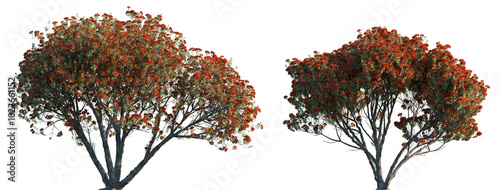 Metrosideros excelsa Pohutukawa trees frontal isolated png in sunny daylight on a transparent background cutout (New Zealand Christmas tree, iron tree) photo