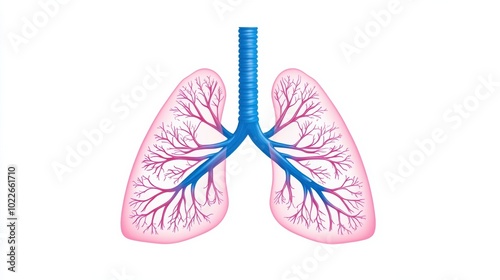 Detailed of Human Respiratory Anatomy and Breathing System