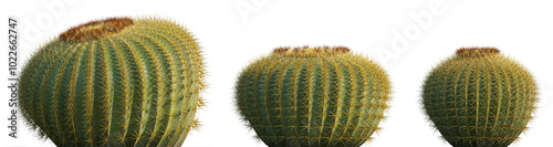 Golden barrel cactus (Echinocactus grusonii, Kroenleinia) isolated png on a transparent background premium cutout high resolution
