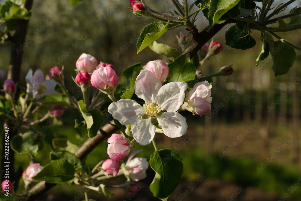 Obraz premium Apple blossoms in the sunbeams in the garden