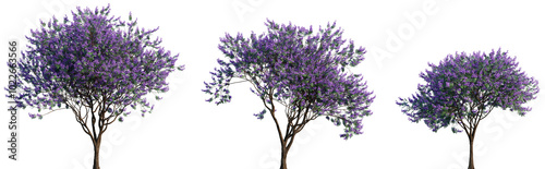 Obraz na płótnie Jacaranda mimosifolia (blue jacaranda, black poui, Nupur or fern tree) trees fro