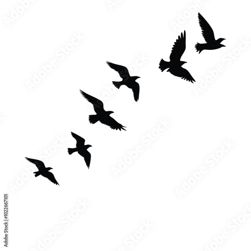 Birds flying silhouette on a isolated white background