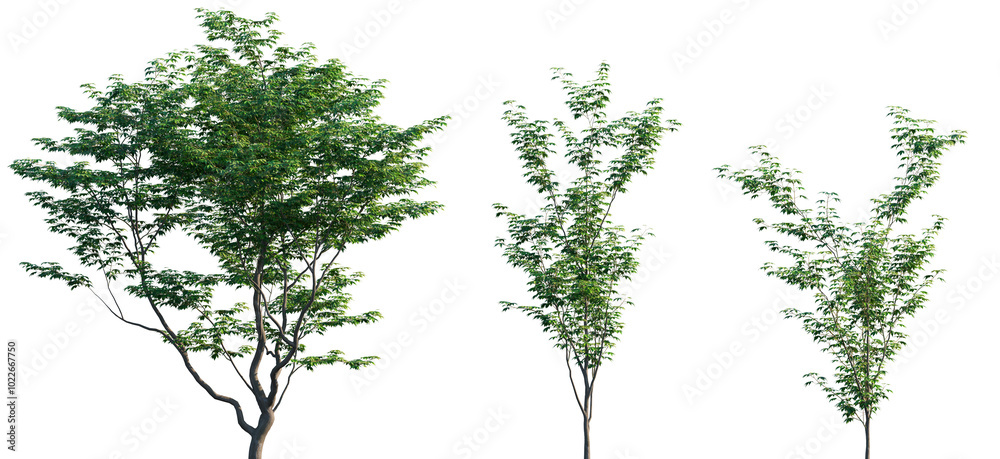Fototapeta premium Acer palmatum frontal set trees isolated png in sunny daylight on a transparent background premium cutout (Japanese maple, palmate maple, smooth Japanese maple)