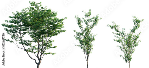 Fotografie Acer palmatum frontal set trees isolated png in sunny daylight on a transparent