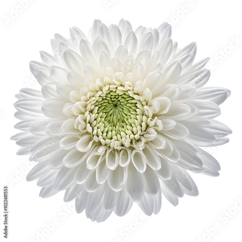 Wallpaper Mural A chrysanthemum Torontodigital.ca