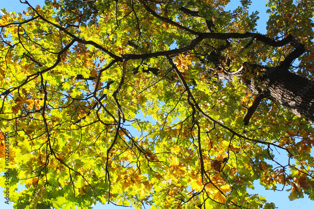 tree branches with autumn leaves and blue sky tree branches with autumn leaves and blue sky