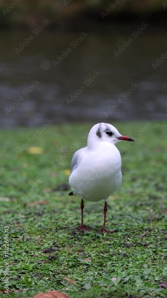 Serene close-up of a small gull walking along a tranquil riverside. The bird's graceful movements and natural surroundings create a peaceful, nature-inspired scene. Serene close-up of a small gull walking along a tranquil riverside. The bird's graceful movements and natural surroundings create a peaceful, nature-inspired scene.