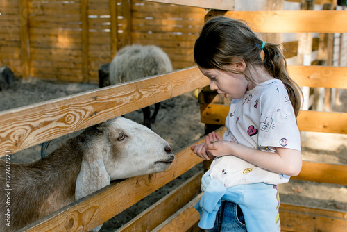 Little girl feeding an goat and sheep on an city-farm.