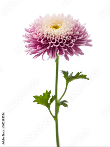 A chrysanthemum