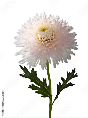 A chrysanthemum