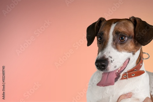 Happy smart dog pet on color background