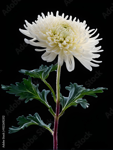 A chrysanthemum