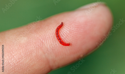 Red bloodworm on the finger. Macro photo