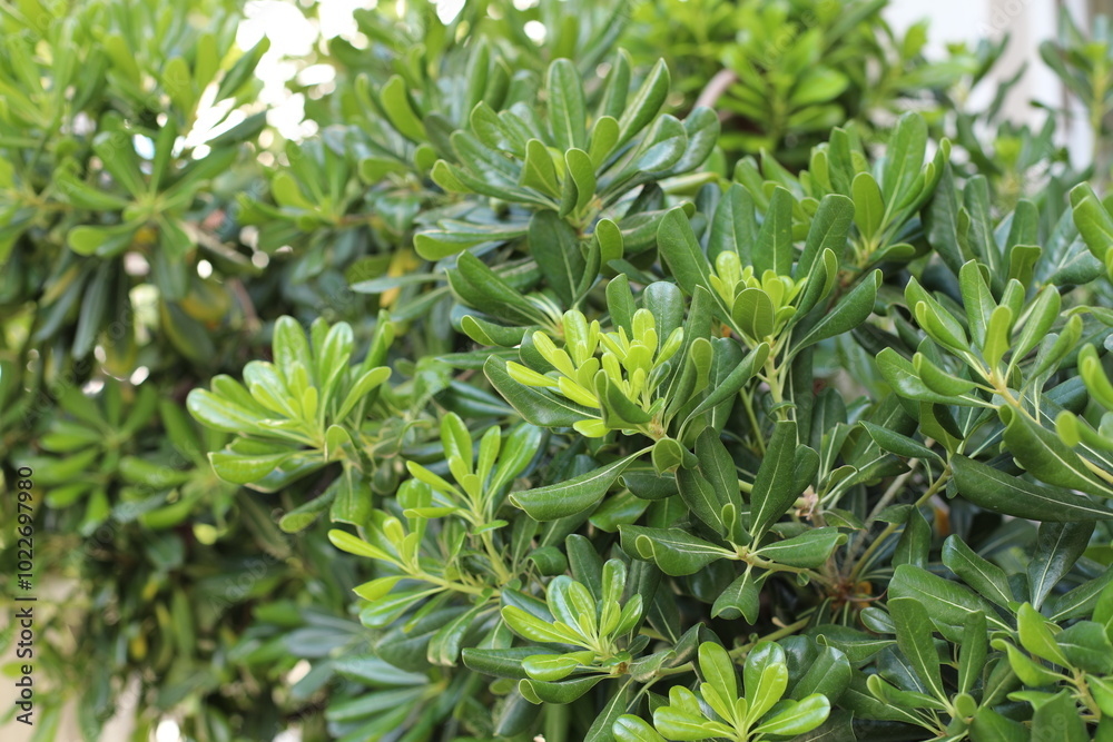 Obraz premium close up of a plant