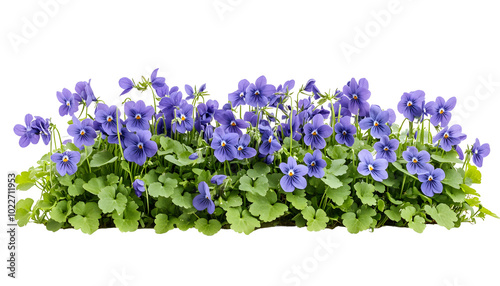 A patch of wild violets growing, isolated on transparent background