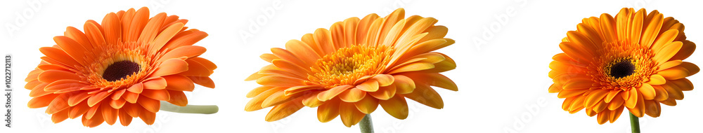 Bright orange gerbera daisy, isolated on transparent background Bright orange gerbera daisy, isolated on transparent background