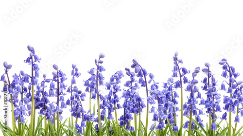 Bluebells spread across a meadow, isolated on transparent background