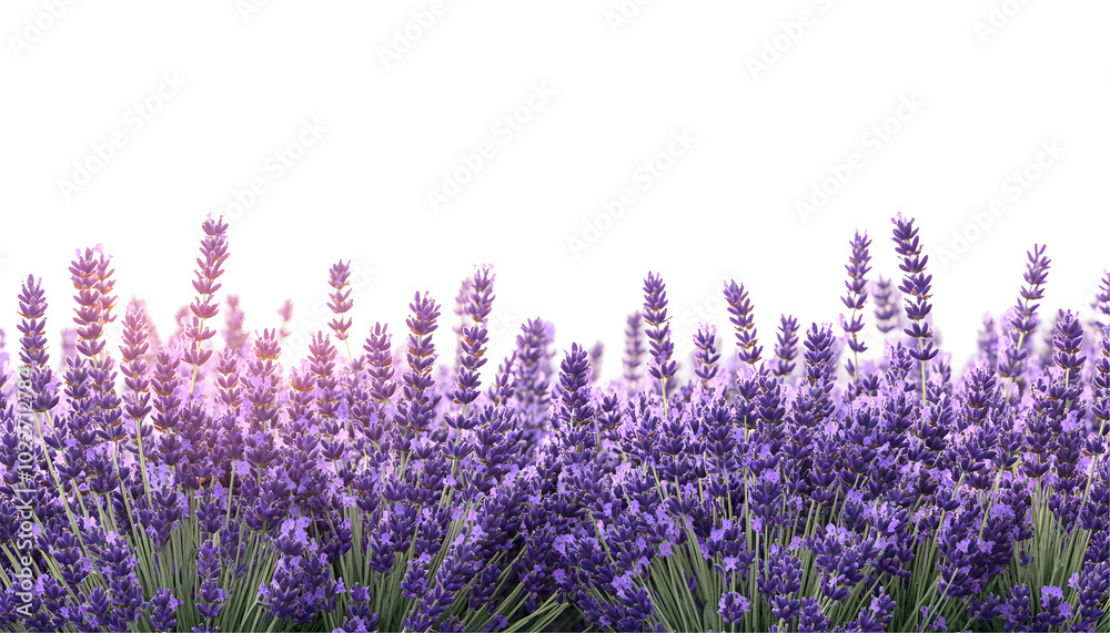 Naklejka premium Lavender flowers growing in a lush field, isolated on transparent background