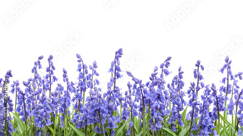 Bluebells spread across a meadow, isolated on transparent background