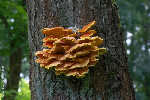 An inedible tree mushroom.