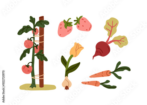 Vegetables set. Organic farm produce. Natural agriculture food. Growing tomato, carrot, beet, onion bulb, strawberry. Seasonal veggies, harvest. Flat vector illustration isolated on white background