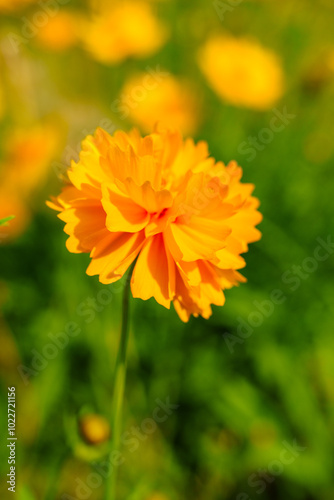 Yellow coreopsis basalis flowers blossom in bright sunlight in early summer