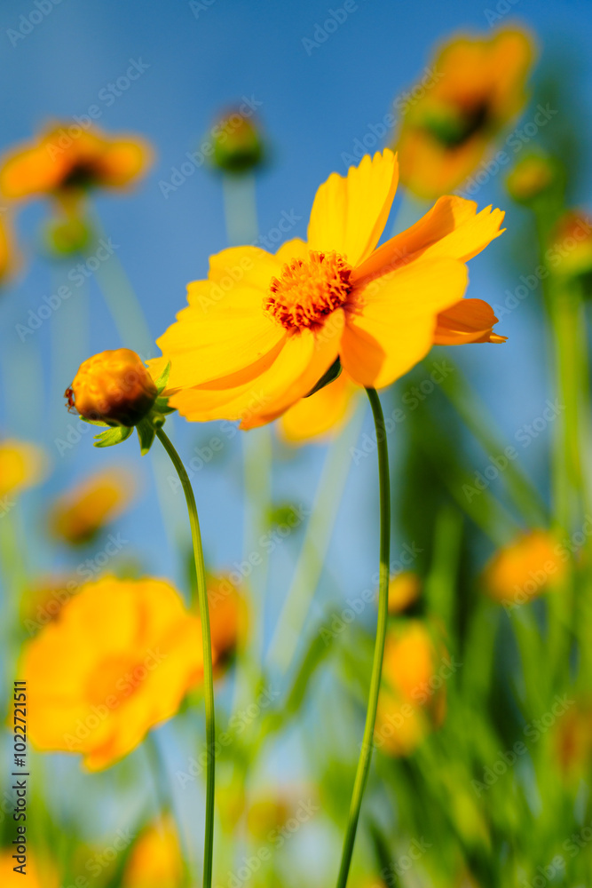 Yellow coreopsis basalis flowers blossom in bright sunlight in early summer Yellow coreopsis basalis flowers blossom in bright sunlight in early summer