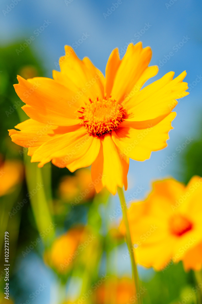 Obraz premium Yellow coreopsis basalis flowers blossom in bright sunlight in early summer