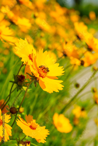 Honey bee on yellow coreopsis basalis flower in bright sunlight under clear blue sky photo