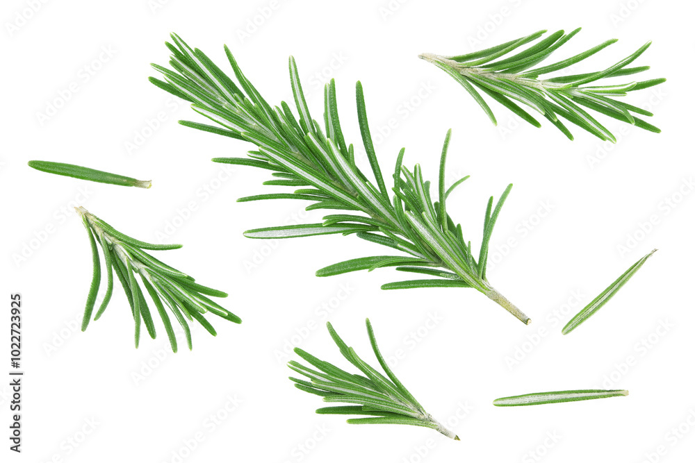 Fototapeta premium rosemary leaves isolated on white background. clipping path