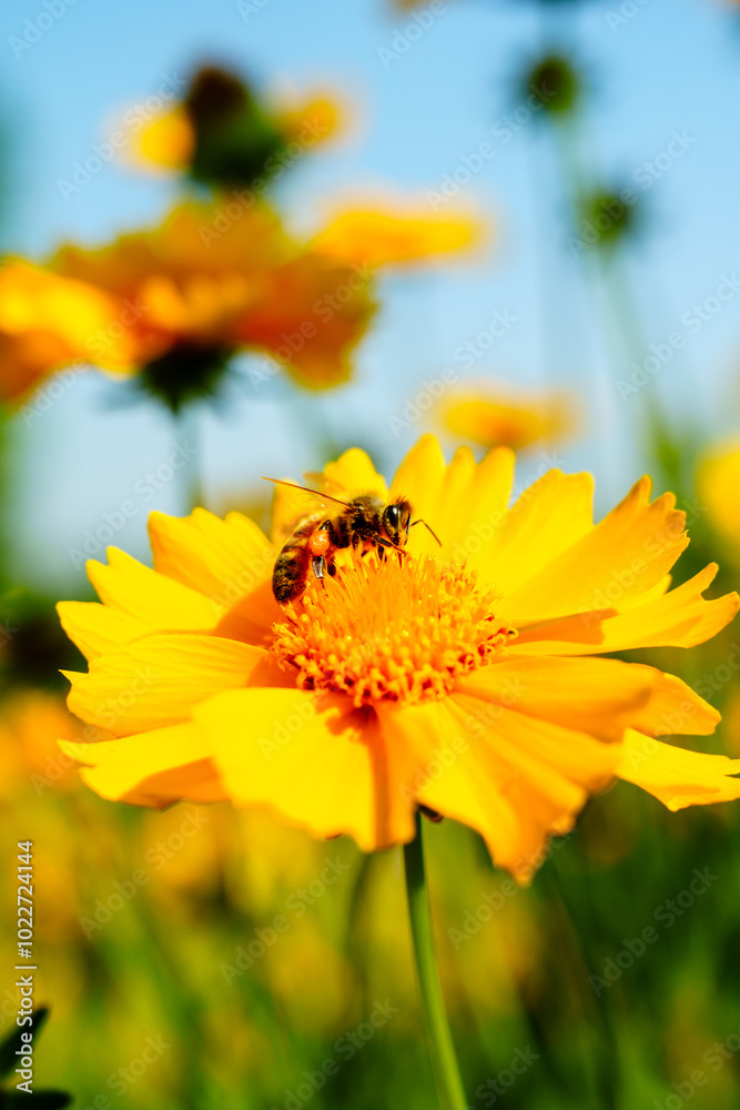 Honey bee on yellow coreopsis basalis flower in bright sunlight under clear blue sky Honey bee on yellow coreopsis basalis flower in bright sunlight under clear blue sky
