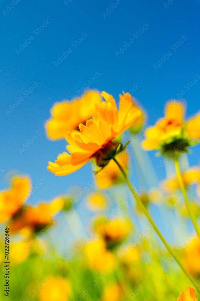 Yellow coreopsis basalis flower blossoms in bright sunlight under clear blue sky Yellow coreopsis basalis flower blossoms in bright sunlight under clear blue sky