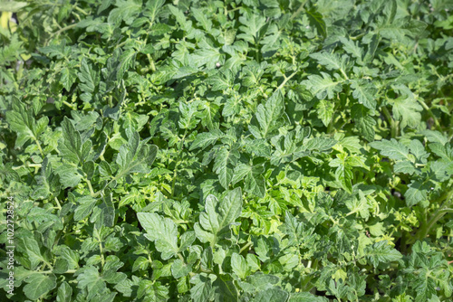 tomato seedlings prepared for planting.