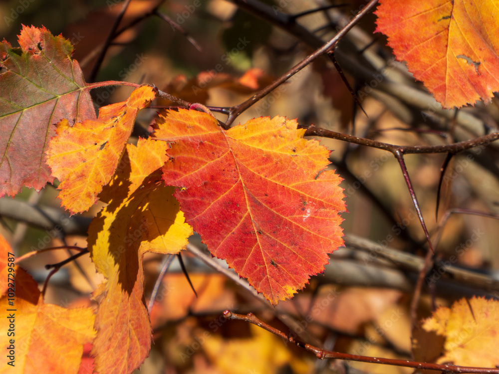 Golden autumn leaves on a tree branch Golden autumn leaves on a tree branch