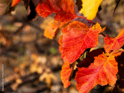 Golden autumn leaves on a tree branch