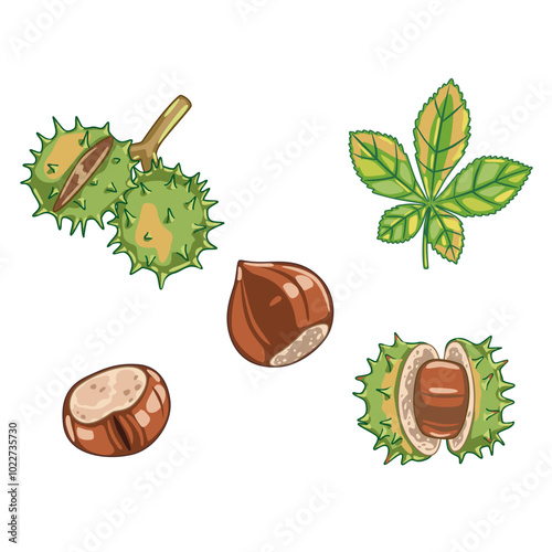 Set of fresh brown chestnuts in cartoon style.