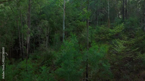 Lower Mangrove gum eucalyptus trees Dharug Popran forest Hawkesbury River Creek NSW Sydney Blue Mountains Australia aerial drone Spring Summer misty sunny morning backwards reveal slowly motion photo