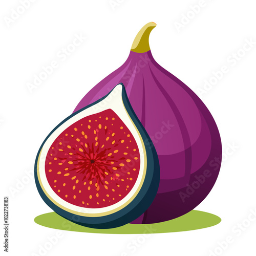 Fig Fruit and slice vector illustration